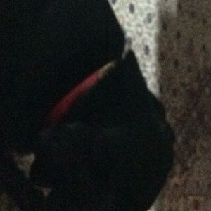 Meet your Posher, Sheila